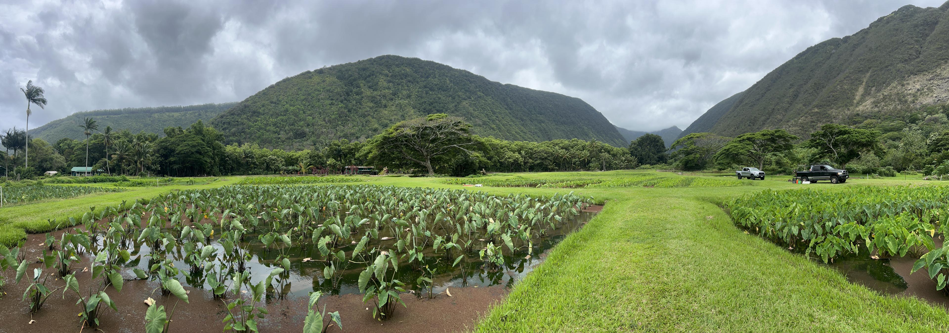 Waipiʻo valley sunrise